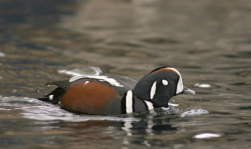 animal, animal themes, duck, one animal, 1080P, portrait, lake, swimming, feathers, day, animals in the wild, water, side view, animal wildlife, no people