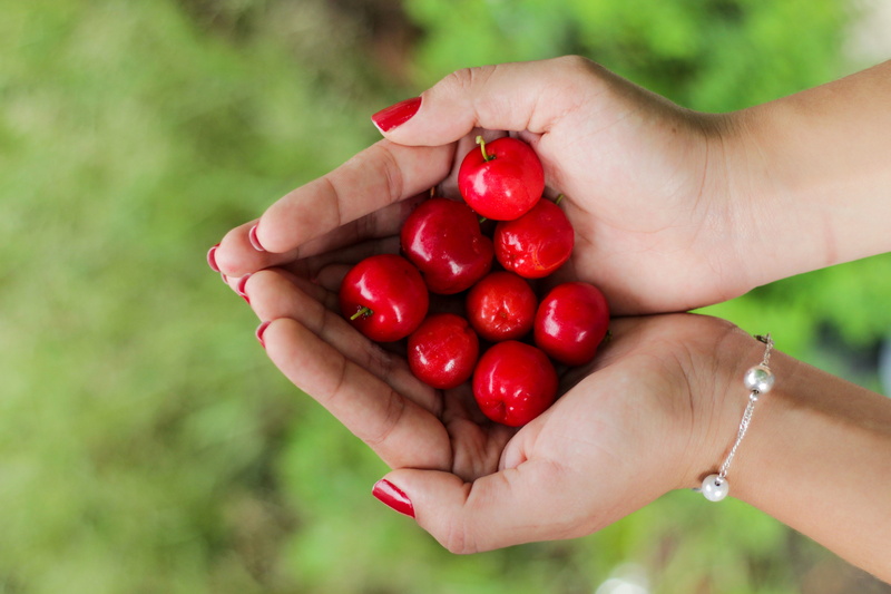 5K, healthy, outdoors, hands cupped, fruit, fresh, focus on foreground, berries, sweet, adult, food, hand picked, person, human hand, freshness, healthy eating