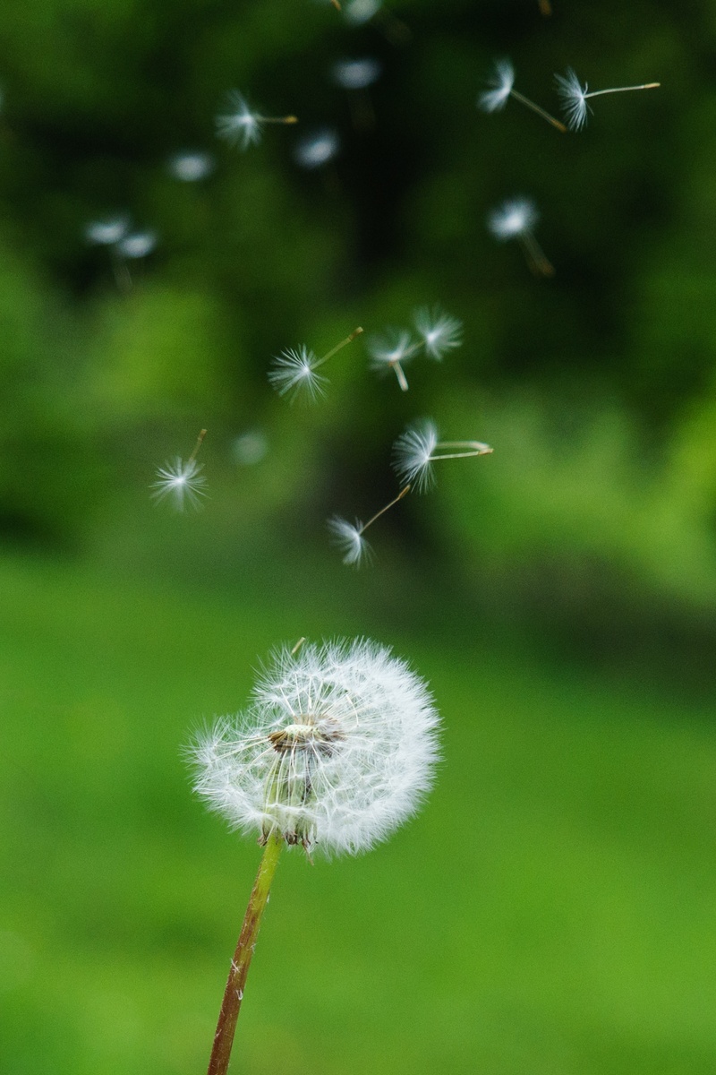wind, focus on foreground, outdoors, flying seeds, softness, flower, day, close-up, nature, growth, plant, beauty in nature, fragility, seed, no people