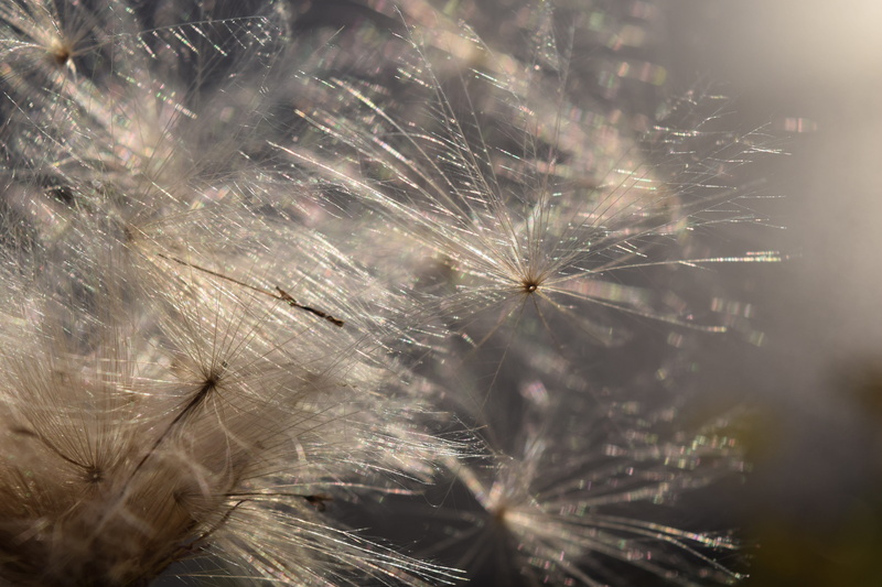 wind, float, day, growth, flying seeds, freshness, plant, flowering plant, sunshine, fly, tender, softness, vulnerability, dew, dandelion, no people, flower
