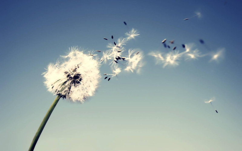 dandelion seed, no People, sunlight, low angle view, plant, softness, back Lit, copy Space, day, wind, dandelion, beauty In Nature, 1080P, plant stem
