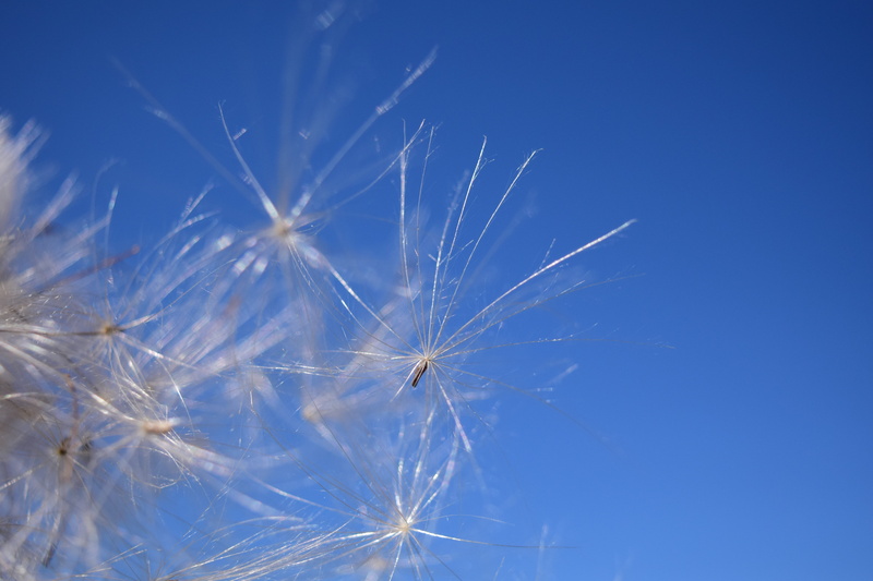 seed, wind, flower, tender, softness, drive, white color, flying seeds, springtime, tranquility, flowering plant, no people, dandelion seed, beauty in nature