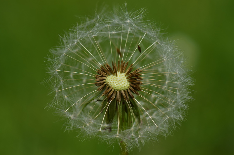 pointed flower, plant, flowering plant, softness, meadow, spring, outdoors, transience, nature, seeds, inflorescence, close, close-up, fragility, flying seeds