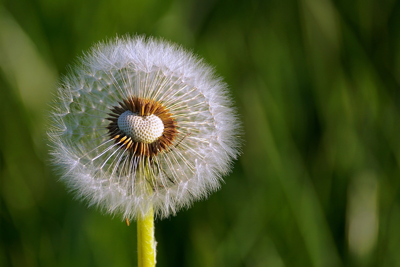blow, postcard, photography, green color, 4K, blossom, beautiful, spring, fragility, selective, focus on foreground, dandelion, dandelion seed, bloom