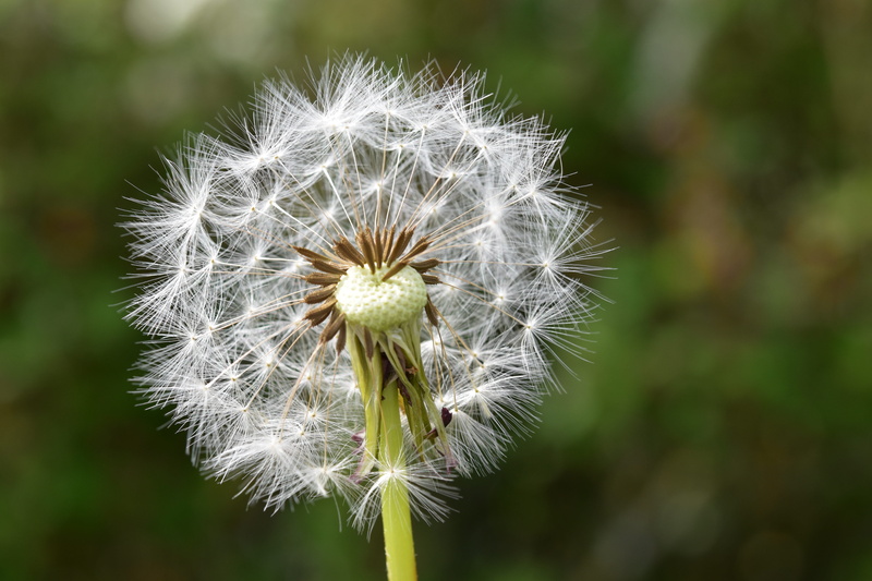 vulnerability, flowering plant, freshness, focus on foreground, softness, flower head, seeds fly in the wind, dandelion seed, plant, growth, fragility