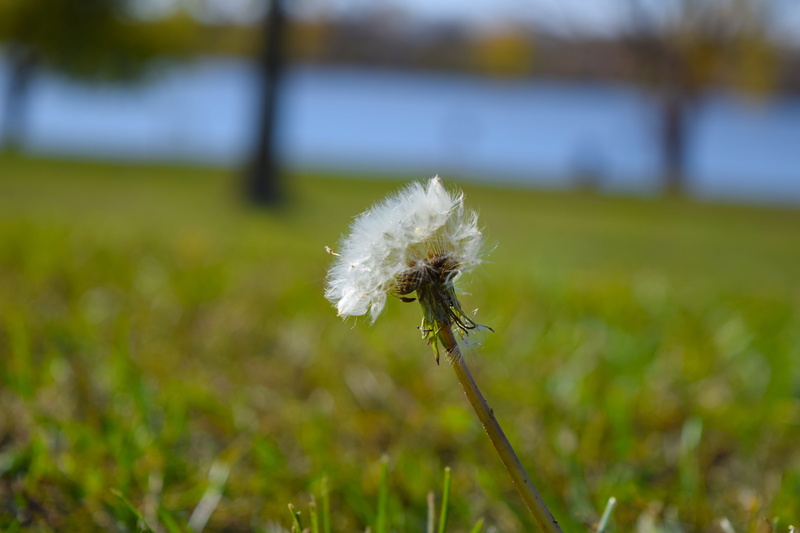 white, blowing, plant stem, eco, summer, ecology, scene, grass, 5K, flower, plant, beauty in nature, blooming, field, close-up, Meadow, fragility, outdoors
