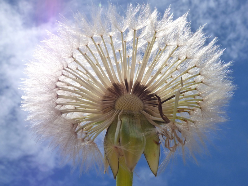vulnerability, fly, plant geometry, growth, angelitos, white color, plant, dandelion seed, no people, flower head, Dandelion, softness, day, seeds, spiky
