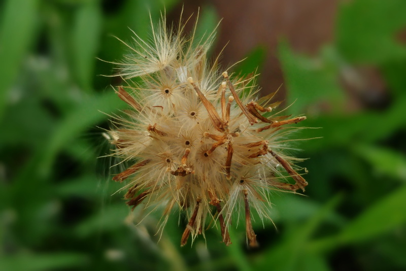 flowering plant, beauty in nature, fluffy, flower head, wind, spiky, 2K, inflorescence, flying seeds, dandelion seed, fragility, meadow, no people, plant