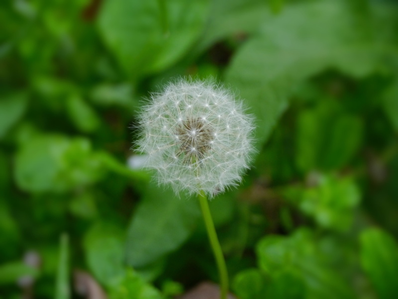 white, vulnerability, inflorescence, flowering plant, nature, softness, outdoors, flower, wild grass, seed, focus on foreground, 4K, fluff, beauty in nature