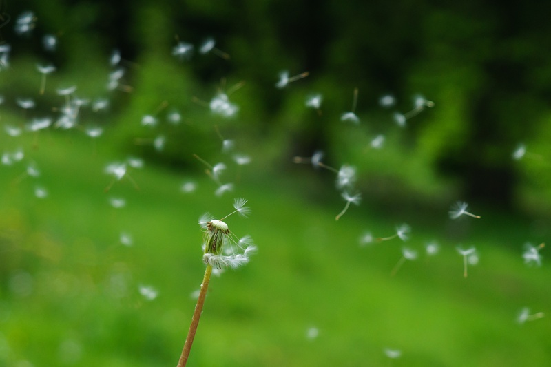one animal, wind, arachnid, close, outdoors, spider, white, beauty in nature, animal, animals in the wild, animal themes, focus on foreground, animal wildlife