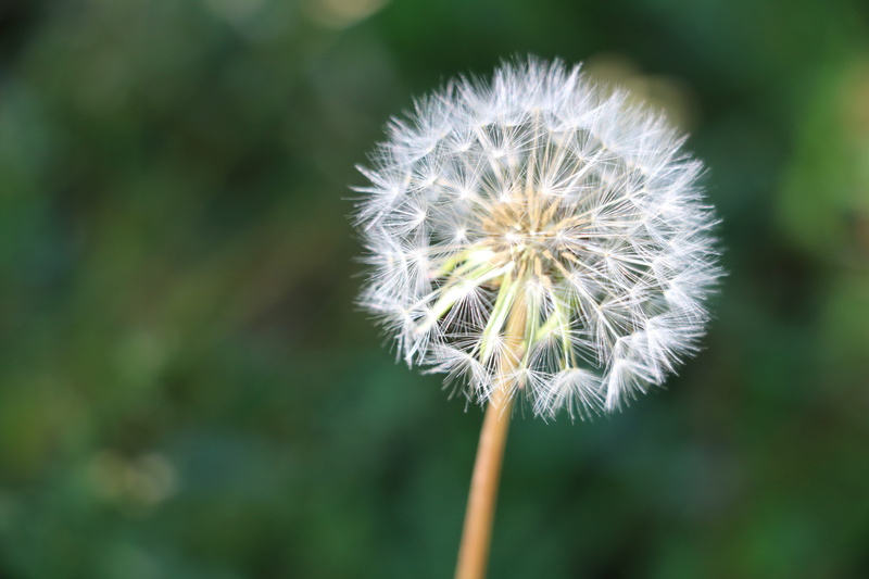 white color, botany, vulnerability, green, light, blowing, focus on foreground, close-up, blossom, outdoors, stem, weed, flowering plant, nature, wind