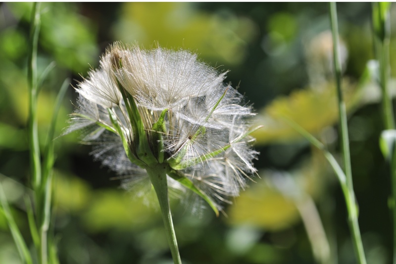 no people, white color, composites, dandelion, screen, softness, tragopogon pratensis, gone with the wind, day, close-up, focus on foreground, 4K, inflorescence