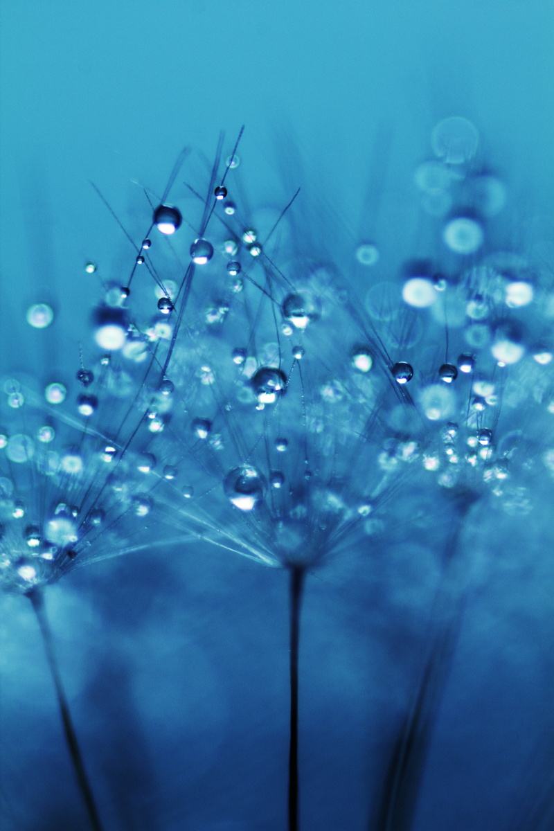 selective focus, droplets, dew, growth, indoors, drops, studio shot, drop, wet, raindrop, garden, fresh, seeds, abstract, flora, life, photography, backgrounds