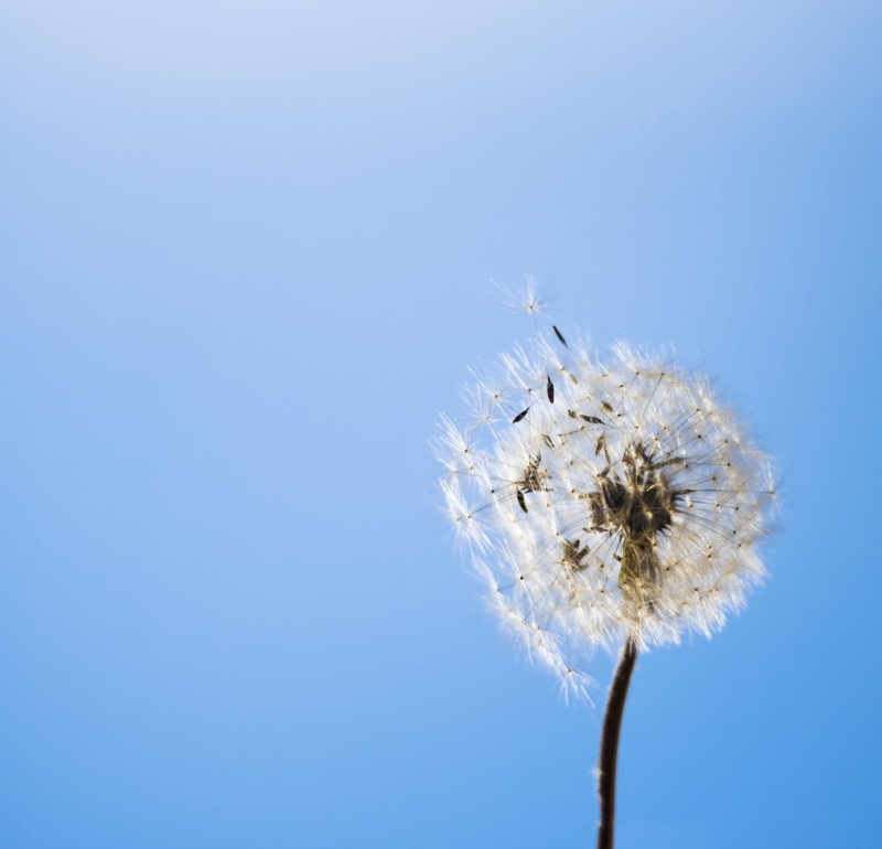 fertility, blue, up, flying, botany, copy space, tranquil, flowering plant, flower head, nature, offspring, close, delicate, fluff, beauty in nature, nobody