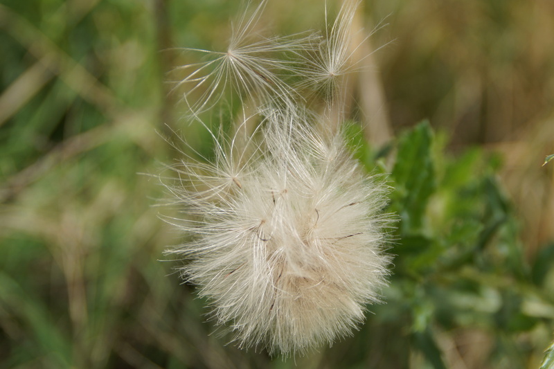 dandelion seed, seeds, softness, fluffy, beauty in nature, flowering plant, growth, flying seeds, selective focus, flower head, dandelion, day, nature