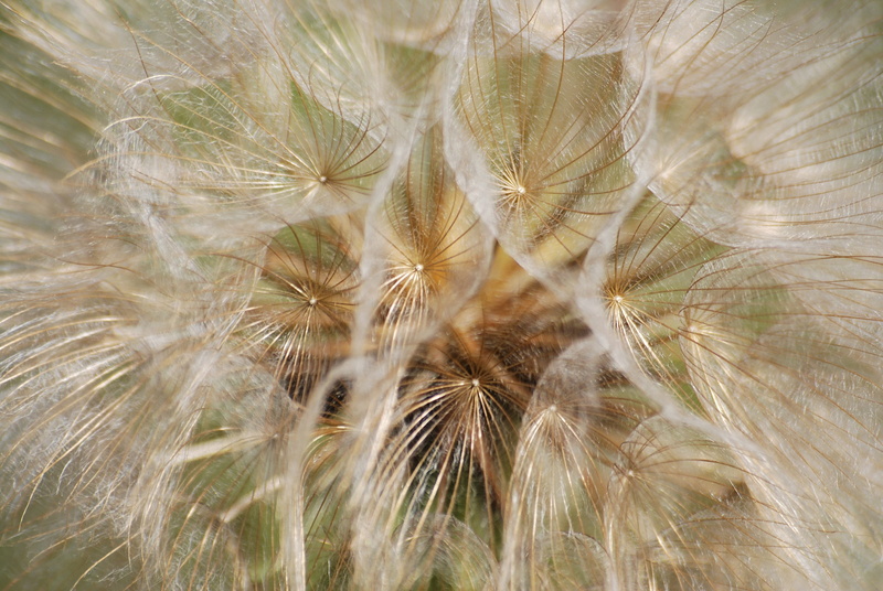 growth, wind, flower, dandelion, pollination, nature, plant, meadow, freshness, fragility, flowering plant, close-up, full frame, seeds, vulnerability