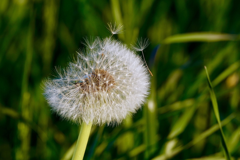 beauty in nature, flower head, focus on foreground, focus, flying seeds, nature, vulnerability, plant stem, bloom, greeting card, photography, faded, dandelion