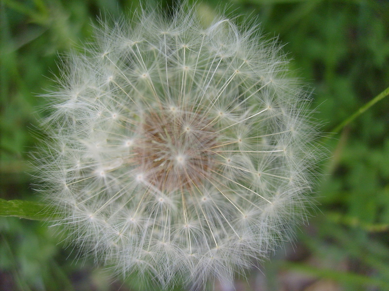 flower head, fluff, float, spring, growth, beauty in nature, biology, blow, life, flying, meadow, wind, outdoors, Ball, fragile, nature, plant, Seeds, flower
