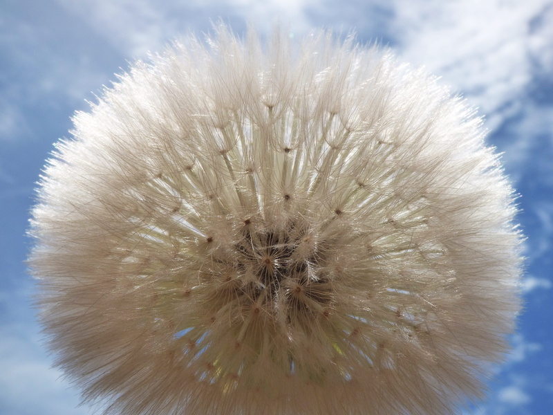 outdoors, Seeds, beauty in nature, flowering plant, inflorescence, Dandelion, dandelion, freshness, Wind, growth, dandelion seed, softness, sky, fragility