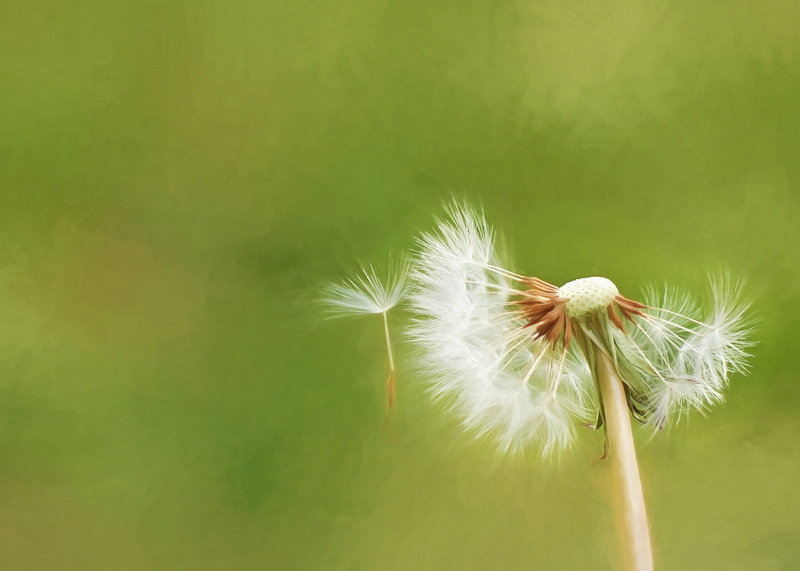 blow, green color, blossom, flower head, beauty in nature, summer, flying, stem, dandelion seed, close-up, focus on foreground, flower, fluffy, day, sepal