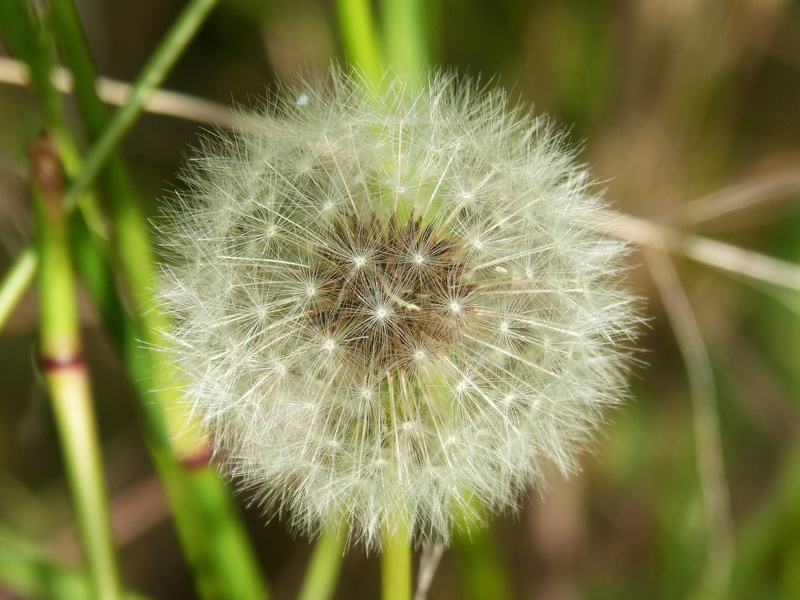 flower head, plant geometry, day, 2K, seeds, natural condition, nature, inflorescence, fragility, wind, soft focus, flowering plant, softness, white color