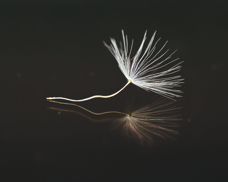 black background, indoors, seeds, white, fragility, umbrella, feather, copy space, water, freshness, wind, mirrored, single object, nature, flower, lightweight