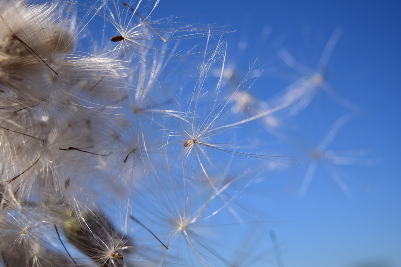 tender, freshness, fly, multiplication, plant, reproduction, softness, sky, vulnerability, wind, dandelion, no people, flower, nature, close, backgrounds