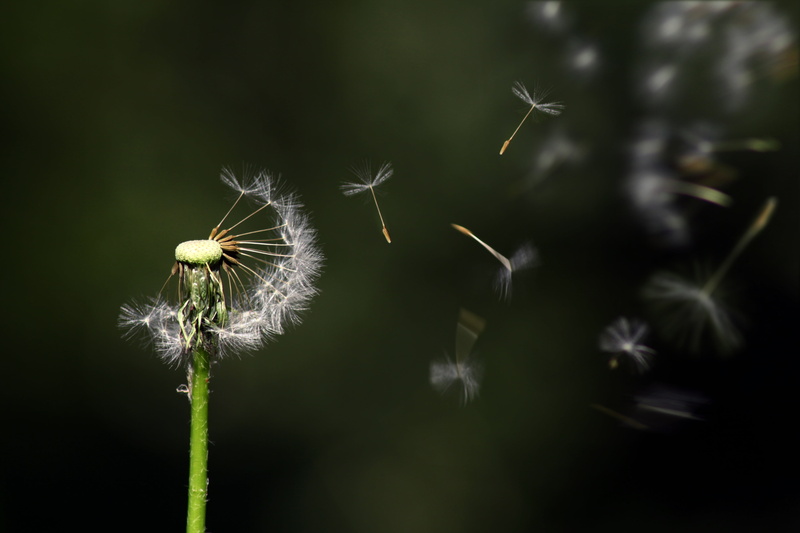 dandelion, photography, freshness, grass, beauty in nature, flowering plant, focus, plant stem, no people, outdoors, float, blossom, botany, floating, vulnerability