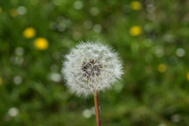 beauty in nature, vulnerability, growth, no people, flowers of the meadows, flower, spring-flowering, 5K, dandelion seed, garden, plant stem, freshness