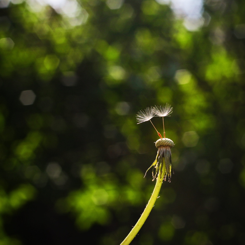 growth, selective focus, no people, nature, green color, flower, 2K, plant stem, fragility, beauty in nature, tree, wind, plant, dandelion, vulnerability