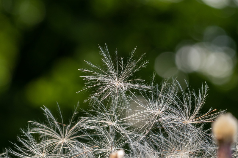 forest, blossom, outdoors, flying seeds, inflorescence, dandelion, beauty in nature, 2K, softness, dandelion seed, selective focus, freshness, delicate