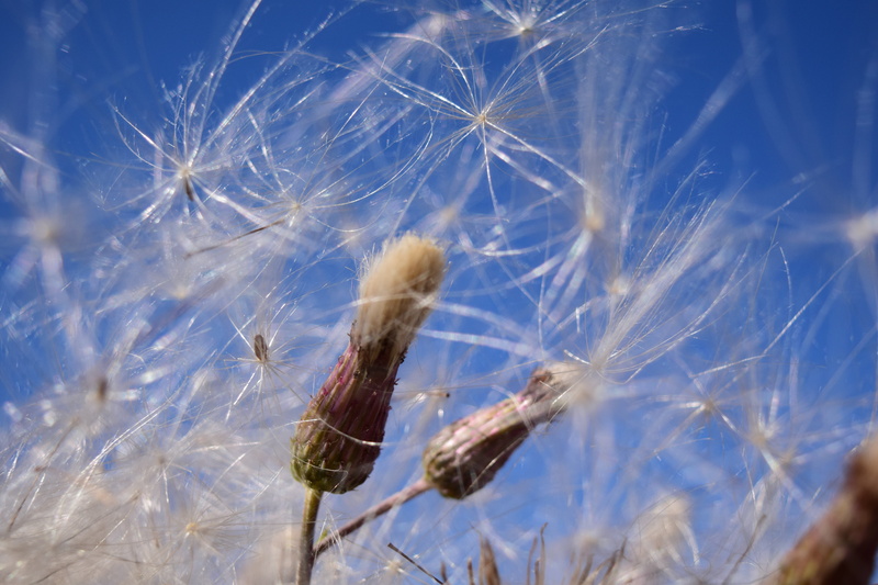 5K, fragility, no people, one animal, tender, day, beauty in nature, vulnerability, close, fly, close-up, nature, animal, wind, multiplication, ease, plant