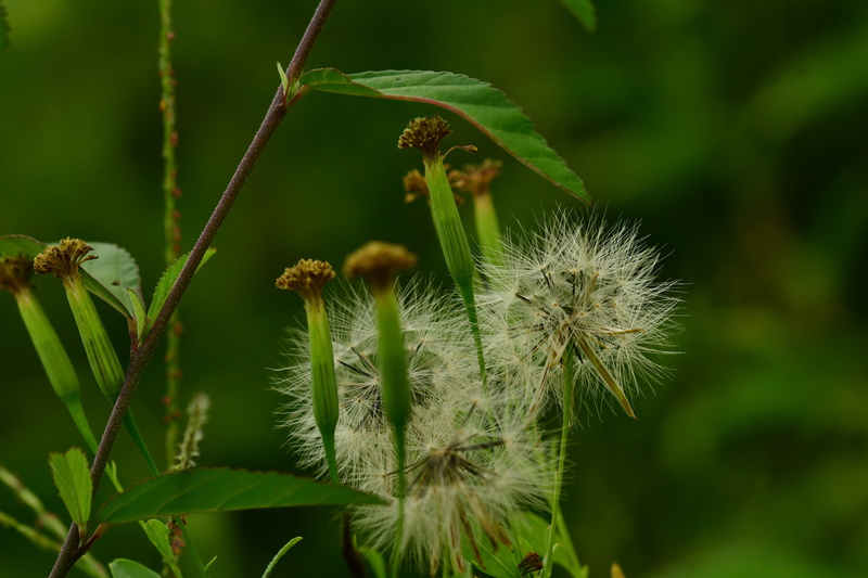 no people, seeds, fluffy, tranquility, spiky, beauty in nature, green color, flower, focus on foreground, blossom, vulnerability, plant, day, dandelion seed