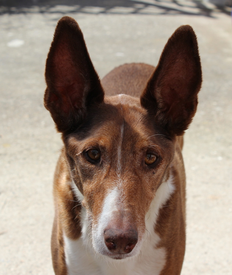 greyhound, quadruped, domestic, Long Eared, andalusia, dog breed, brown, domestic animals, canary islands, canine, good, dear, graceful, portrait, animal body part