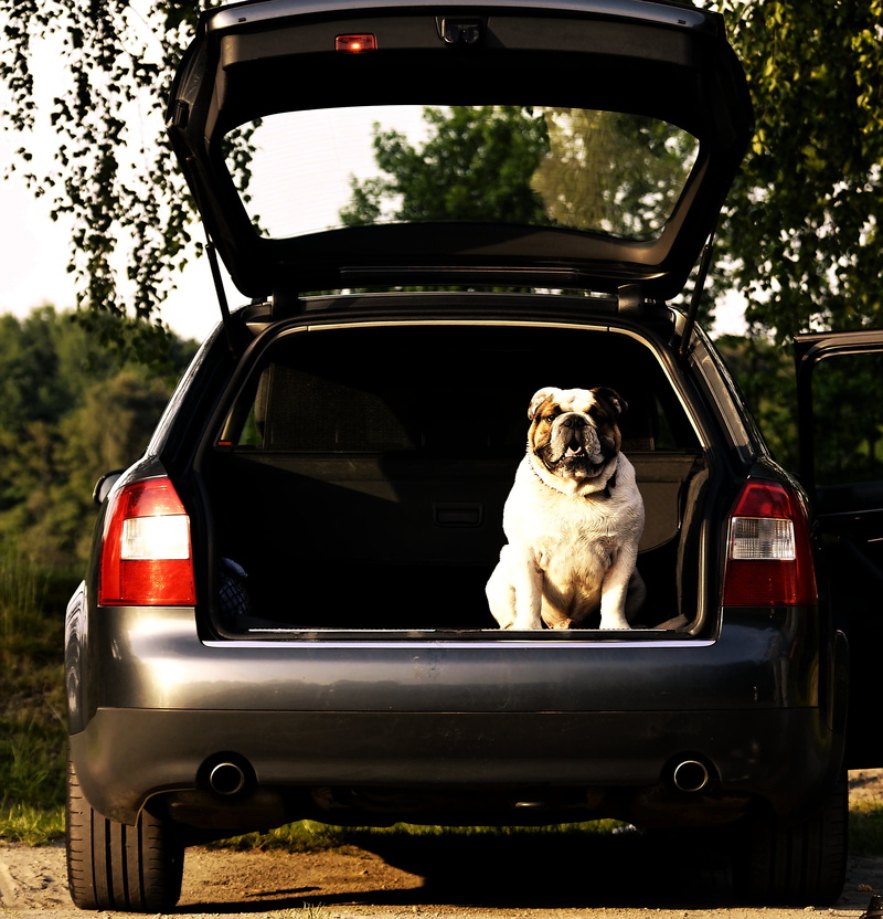 2K, portrait, canine, plant, auto, animal themes, trunk, animal, motor vehicle, keep an eye out, watch, friend, attention, audi a 4 sport, one animal