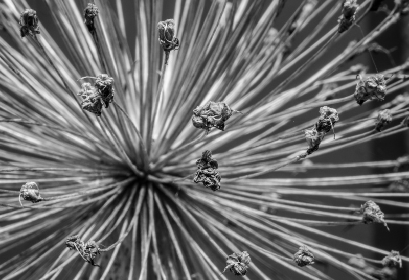 steem, vulnerability, abstract, flor, beauty in nature, freshness, animal wildlife, bloomed, nature, selective focus, day, particulas, 4K, close, dead