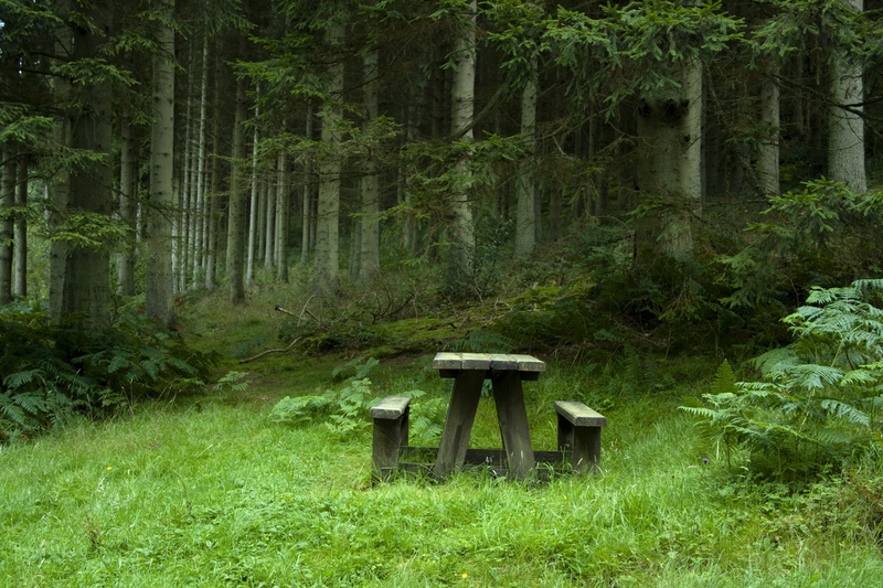 seat, chair, benches, green Color, brown, rural Scene, no People, meadow, outdoors, land, woodland, day, wood - Material, park - Man Made Space, table