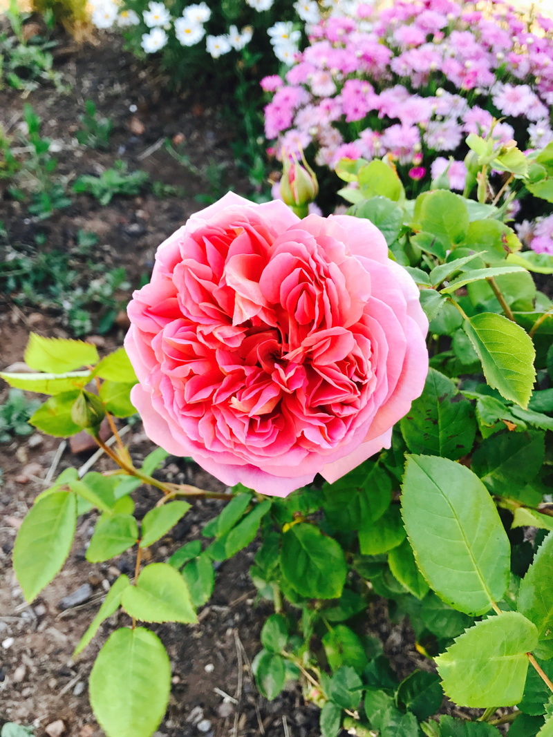 flowering plant, flower, 4K, leaf, rose, celebration, plant part, close-up, outdoors, growth, plant, love, rose petals, no people, inflorescence, romance