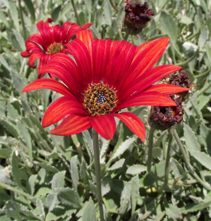 daisy, pollen, vulnerability, focus on foreground, sunspot, pollination, flower, beauty in nature, asteraceae, fragility, outdoors, park, 1080P, day, african