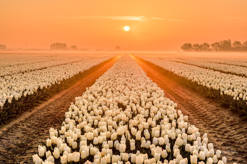 flowers, tulips, Agro (Plants), Sun, plants, sky, field, 1080P