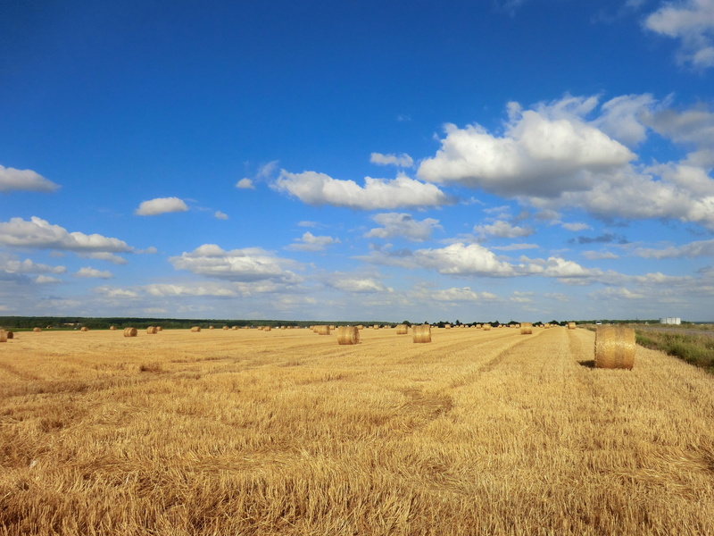 plantation, scenics - nature, natural condition, landscape, cereal, rural, nature, straw, farm, rural scene, agriculture, land, tranquility, agro-industry
