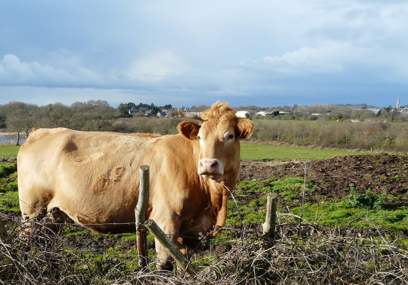 cloud - sky, vertebrate, no people, pets, domestic animals, outdoors, landscape, mammal, one animal, animal, agro-industry, domestic, 1080P, grass, land