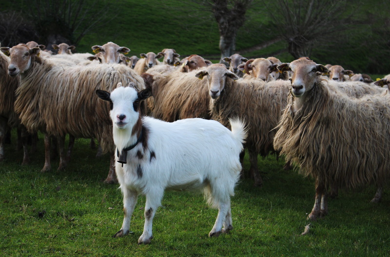 mammal, sheep, group of animals, nature, lawn, agro-industry, field, domestic, plant, herbivorous, animal, land, outdoors, standing, vertebrate, basque country