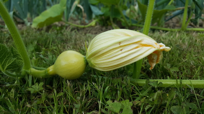 outdoors, no person, plant, garden, yellow, food and drink, nature, no people, prune, beauty in nature, freshness, land, vegetable, leaf, focus on foreground