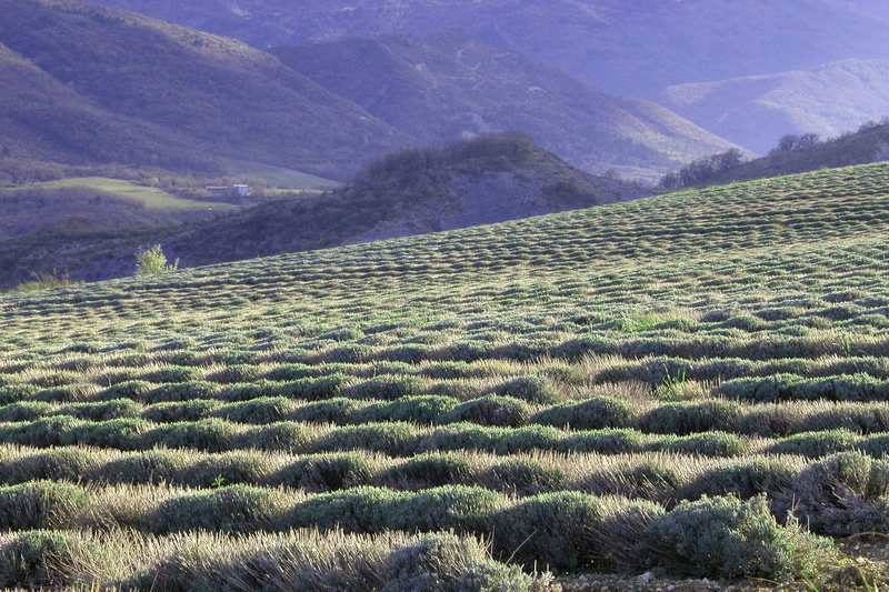 beauty in nature, plant, tranquil scene, agriculture, 2K, no people, lavender, non-urban scene, nature, field, scenics - nature, mountain range, rural scene