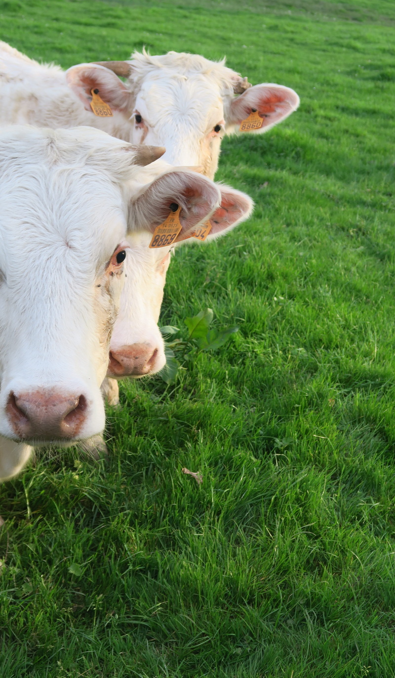 mammal, outdoors, portrait, day, land, plant, lawn, nature, grass, no people, domestic animals, pets, vertebrate, livestock, prairie, domestic, 5K, cattle