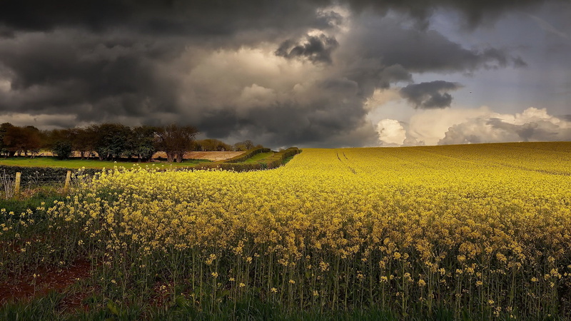 sky, yellow, field, outdoors, 1080P, Agro (Plants), clouds