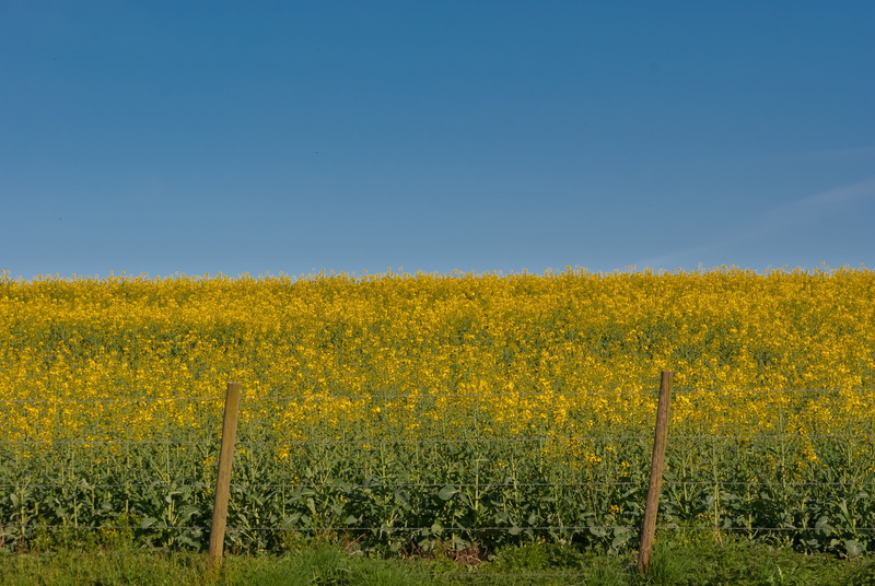landscape, agriculture, agro-industry, no people, nature, springtime, farm, sun, flower, yellow, sky, flowering plant, rapeseed, environment, plant, blue sky