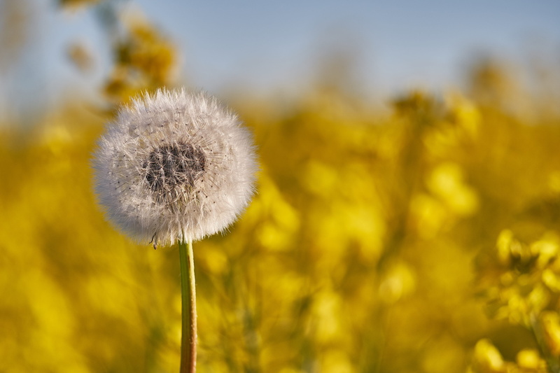 beauty in nature, dandelion, garden, plant, nature, day, Yellow Box, uncultivated, freshness, beautiful flower, vulnerability, softness, yellow, wild flower