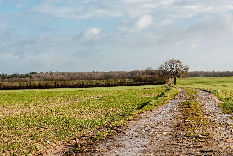 tranquil scene, direction, environment, growth, lawn, cloud - sky, tranquility, landscape, sky, plant, the way forward, nature, no people, tree, grass
